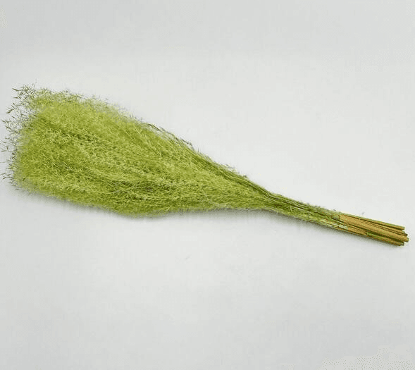 Asparagus setaceus
